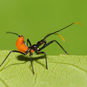 Wheel bug (nymph)