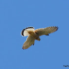 Kestrel