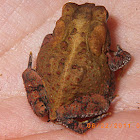 Southern toad