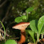 Lactarius