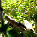 Black and White Ruffed Lemur