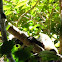 Black and White Ruffed Lemur