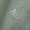 Carp