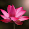 H:\Pink lotus.jpg
