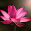 Pink lotus by Arvind Akki - Nature Up Close Flowers