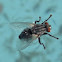 A very lucky Common Housefly