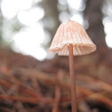 mycena
