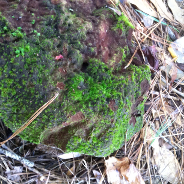 rock cap moss Project Noah