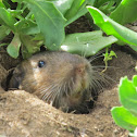 Botta's Pocket Gopher