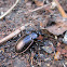 Ground beetle