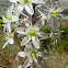 White asphodel