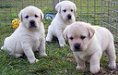 Perritos De Labrador