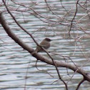 Eastern phoebe