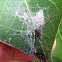 Brown House Spider
