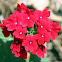 Verbena