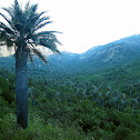 Palma chilena