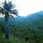 Palma chilena