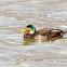 American Black Duck x Mallard