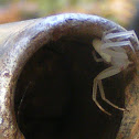 Crab Spider