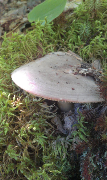 Spotting Image 1