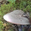 Livid Entoloma