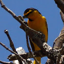 Bullock's Oriole