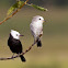 White-headed Marsh Tyrant