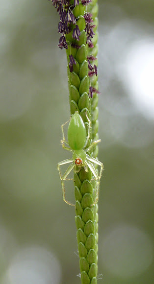 Spotting Image 1