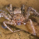 Huntsman spider