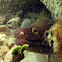 Caribbean Chestnut Moray Eel