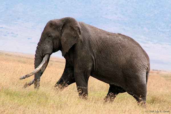 African Elephant (Ngorongoro Crater) | Project Noah