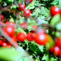 red elderberry