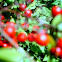 red elderberry