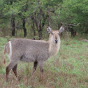 Waterbuck