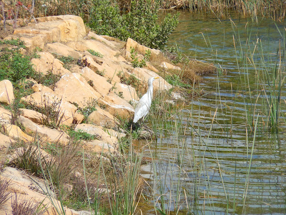 Spotting Image 1