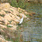Cattle Egret