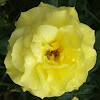 Yellow Rose.jpg