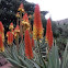 Red-hot pokers