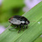 Burrowing Bug