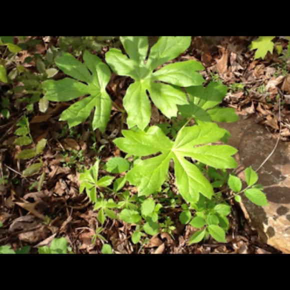 Spotting Image 1