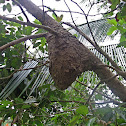 Termite Nest