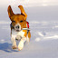Addiction by Mick Brinkmann - Animals - Dogs Portraits
