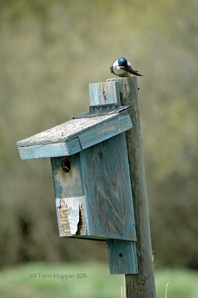 Spotting Image 1