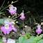 Reuzenbalsemien/ Himalayan Balsam