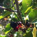 Saskatoon Berry Bush