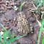 Eastern American Toad