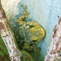 Crocodile gecko