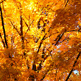 Fall Into Phenology