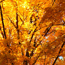 Fall Into Phenology