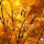 Fall Into Phenology